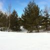 Aubrac enneig et ses sapins en lisire