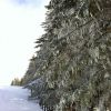 Sapins enneigs sur le Plateau de l'Aubrac en Aveyron