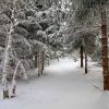 Balade dans la neige sur l'Aubrac