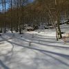 Dans le bois de Saint-Savin