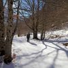 Balade dans le bois de Saint-Savin