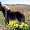Jonquille sur le plateau de l'Aubrac, au printemps