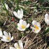 Crocus sur le plateau de l'Aubrac, au printemps