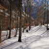 Photos dans le bois de Saint-Savin
