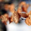 Macro dans le bois de Saint Savin