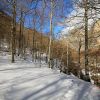 Bois de Saint-Savin dans les Hautes-Pyrnes