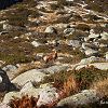Isards dans la valle du Marcadau