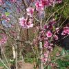 Fleurs et burgeons de brugonnier