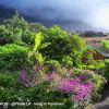 LA REUNION