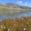 Lac Palluel vu de l'autre ct, avec des linaigrettes au premier plan