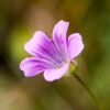 Fleur des Pyrnes