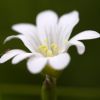 Fleur blanche  Agnoude