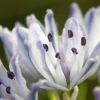 Fleur des Pyrnes