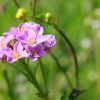 Fleur rose dans les Pyrnes