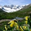 Fleurs au cirque d'Estaub
