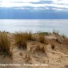Paysage landais