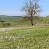 Les fleurs sont de sortie sur le plateau de l'Aubrac