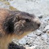 La marmotte n'est plus en hibernation