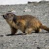 Une belle marmotte au bord du lac