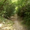 Sentier dans la fort