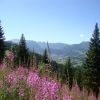 Epilobes et Grand Bornand