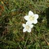 Fleurs sur Aubrac