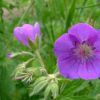 Flore dans le Massif du Mont Dore, au bord du Lac du Gury