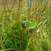 Trs vert, on le confondrait presque avec l'herbe !