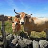 Vaches Aubrac et le troupeau derrire