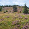 Flore sur l'Aubrac, en randonne pdestre