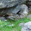 Bb marmotte dans les Pyrnes