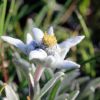 Edelweiss dans les Hautes-Alpes