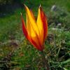 Fleur aux couleurs de feu, sur l'Aubrac, Lozre