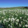 Champ de narcisse, Aubrac, Lozre