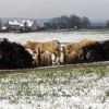 LES GNISSES DU FAUBOURG ST JACQUES