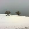 Paysage d'Aubrac enneig, prs de Laguiole
