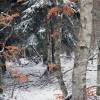 Neige, arbres et feuilles