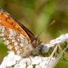 Papillon dans les Pyrnes