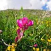 Flore des Alpes