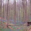 Bois de Han