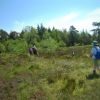 Fagnes