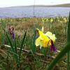 Jonquilles et dents de chiens, Aubrac, lac de Saint Andol