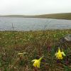 Jonquilles devant le Lac de Saint Andol, Lozre, sur l'Aubrac