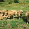 Vache de race Aubrac, sur le Plateau de l'Aubrac