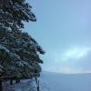 Neige et sapins sur l'Aubrac