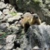 Marmotte curieuse, au Lac du Lauvitel
