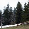 Harde de chamois