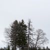 Monticule d'arbres