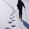 Traces de l'ours Nr
