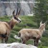 Chamois